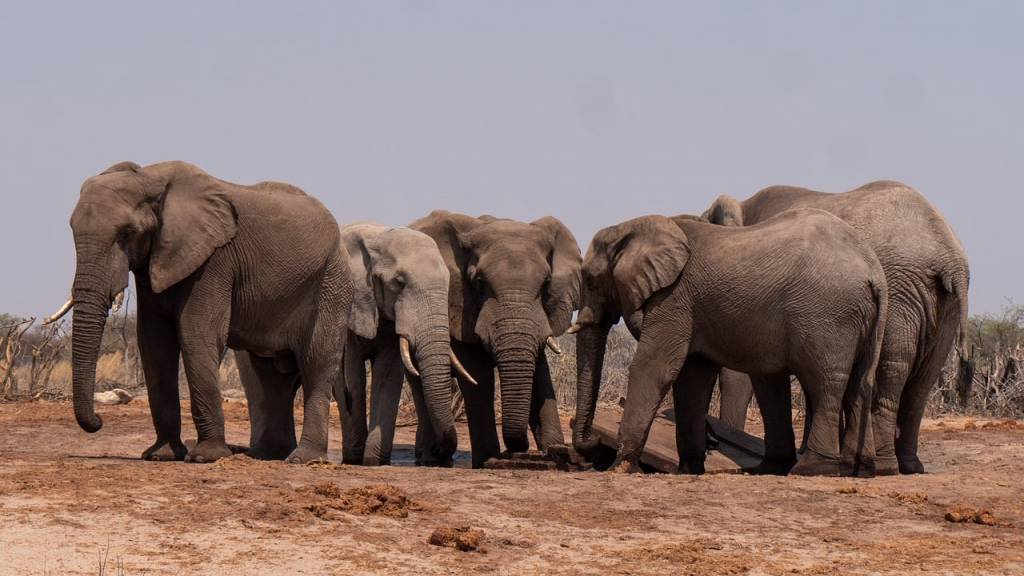 Incontri ravvicinati: la meraviglia della fauna selvatica in Tanzania